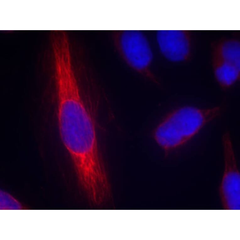 Immunofluorescence - nNOS (Ab-852) Antibody from Signalway Antibody (21159) - Antibodies.com