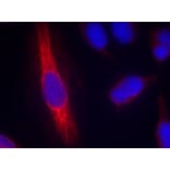 Immunofluorescence - nNOS (Ab-852) Antibody from Signalway Antibody (21159) - Antibodies.com