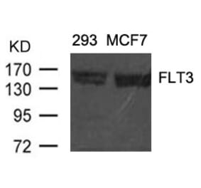 Western blot - FLT3 (Ab-591) Antibody from Signalway Antibody (21187) - Antibodies.com