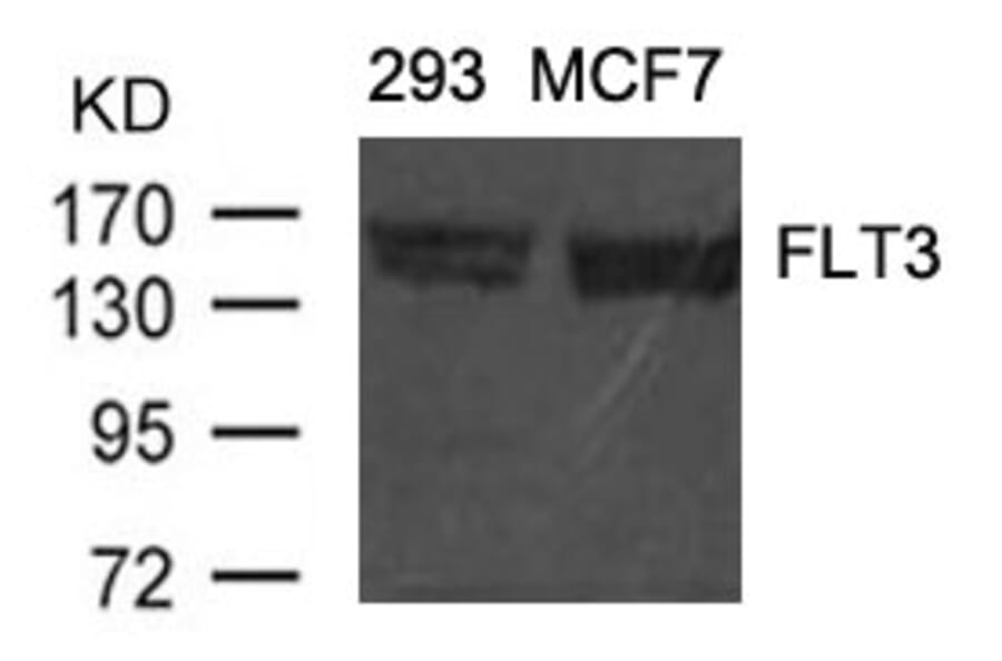 Western blot - FLT3 (Ab-591) Antibody from Signalway Antibody (21187) - Antibodies.com