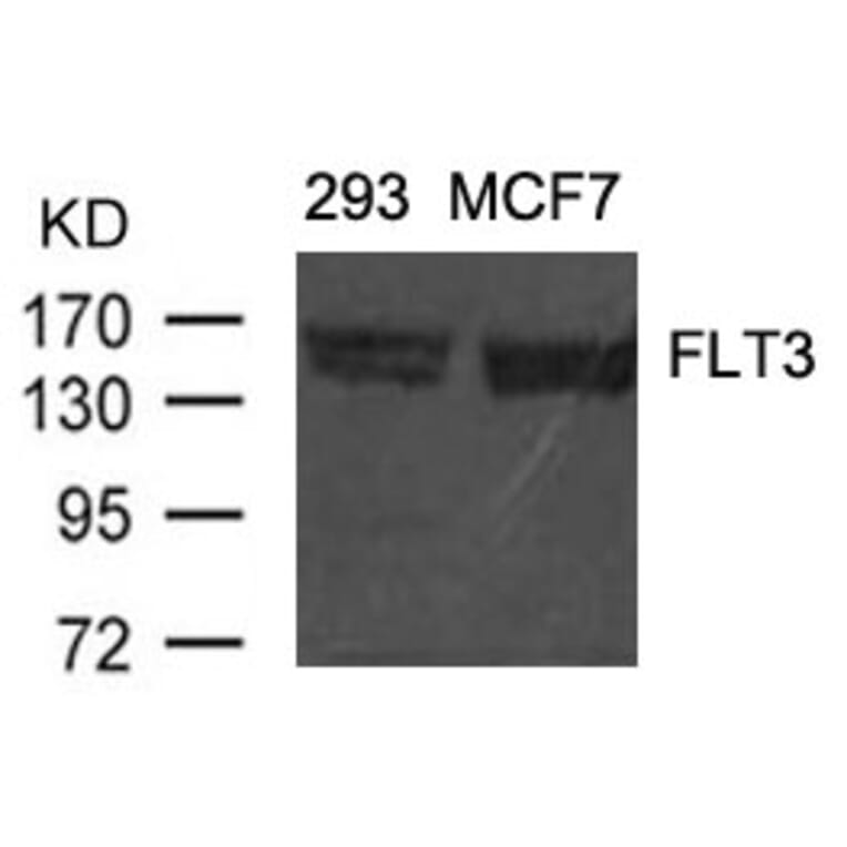 Western blot - FLT3 (Ab-591) Antibody from Signalway Antibody (21187) - Antibodies.com