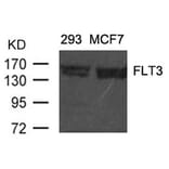Western blot - FLT3 (Ab-591) Antibody from Signalway Antibody (21187) - Antibodies.com