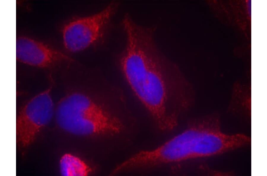 Immunofluorescence - FLT3 (Ab-591) Antibody from Signalway Antibody (21187) - Antibodies.com