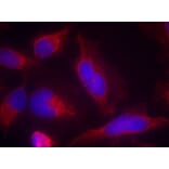 Immunofluorescence - FLT3 (Ab-591) Antibody from Signalway Antibody (21187) - Antibodies.com