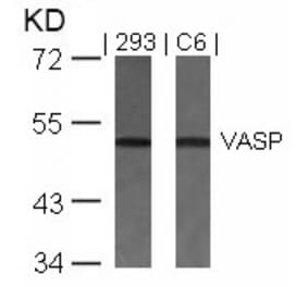 Western blot - VASP (Ab-157) Antibody from Signalway Antibody (21207) - Antibodies.com