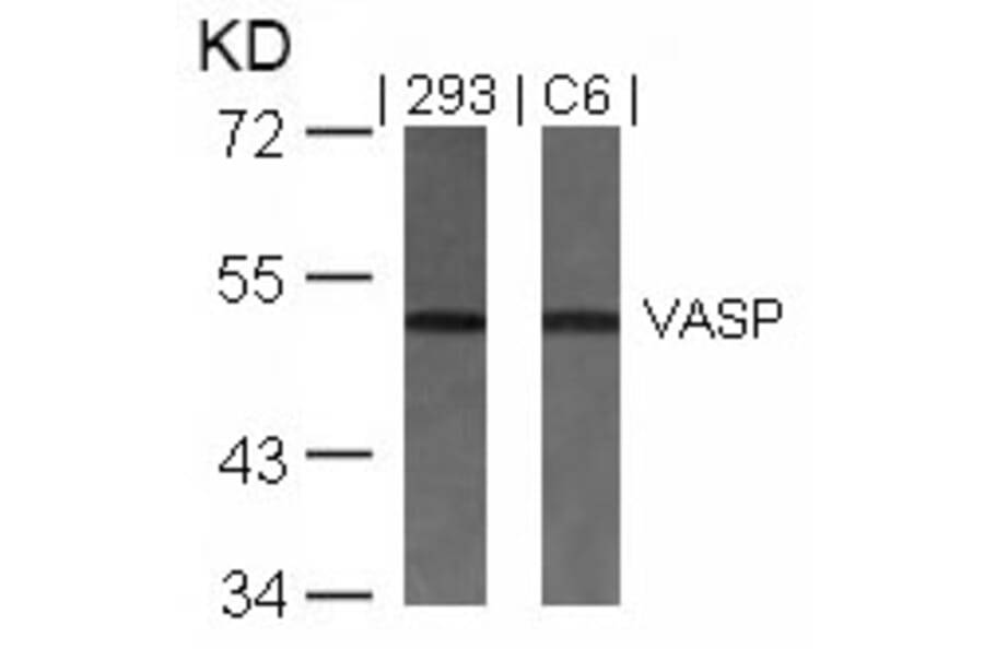 Western blot - VASP (Ab-157) Antibody from Signalway Antibody (21207) - Antibodies.com