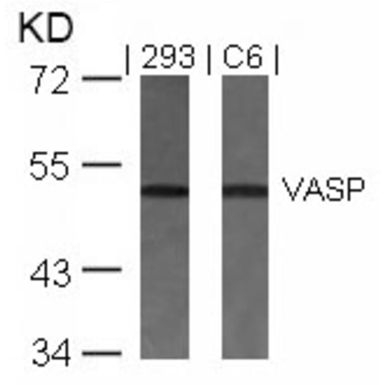 Western blot - VASP (Ab-157) Antibody from Signalway Antibody (21207) - Antibodies.com