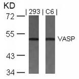 Western blot - VASP (Ab-157) Antibody from Signalway Antibody (21207) - Antibodies.com