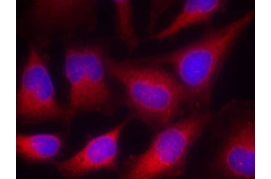 Immunofluorescence - VASP (Ab-157) Antibody from Signalway Antibody (21207) - Antibodies.com