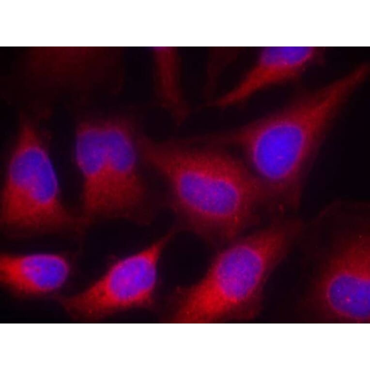 Immunofluorescence - VASP (Ab-157) Antibody from Signalway Antibody (21207) - Antibodies.com