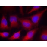 Immunofluorescence - VASP (Ab-157) Antibody from Signalway Antibody (21207) - Antibodies.com