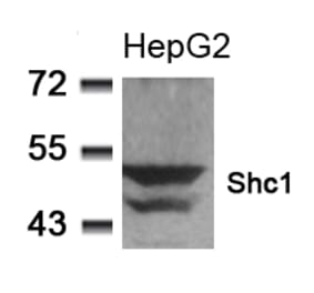 Western blot - Shc1 (Ab-349) Antibody from Signalway Antibody (21316) - Antibodies.com