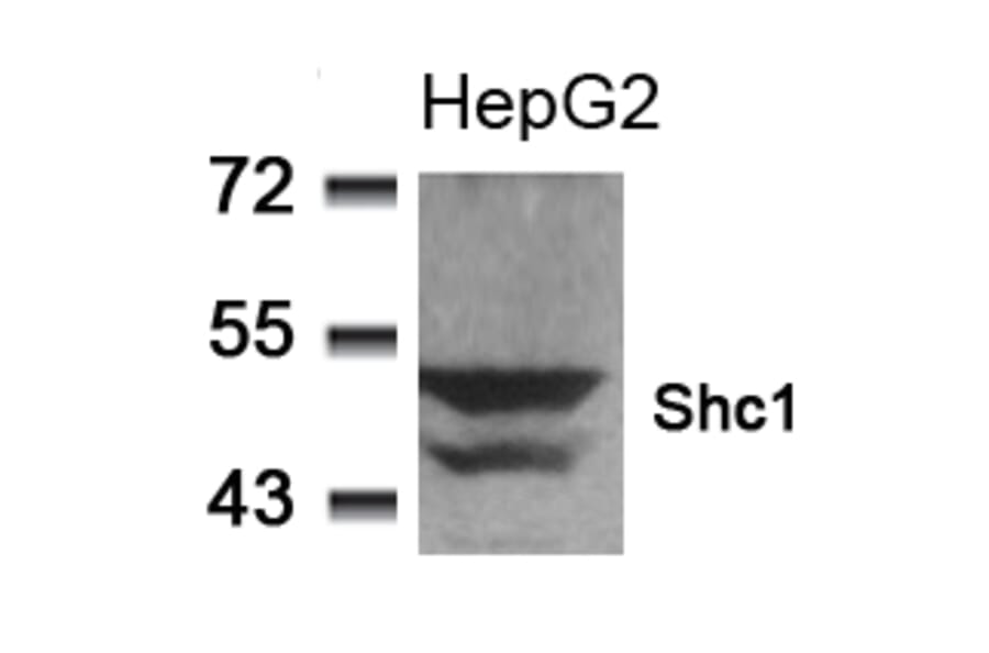 Western blot - Shc1 (Ab-349) Antibody from Signalway Antibody (21316) - Antibodies.com
