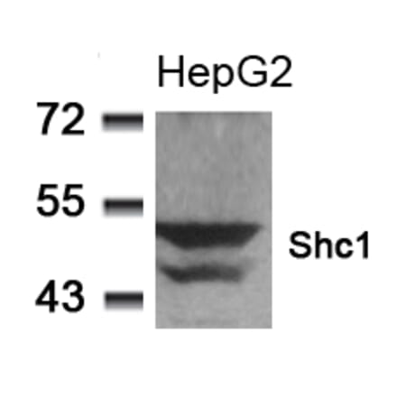 Western blot - Shc1 (Ab-349) Antibody from Signalway Antibody (21316) - Antibodies.com
