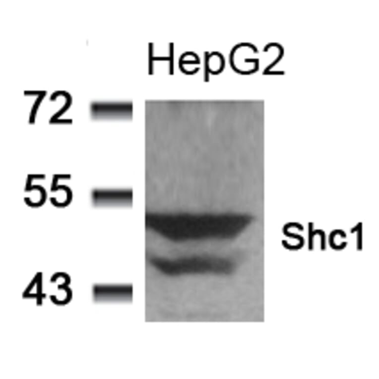 Western blot - Shc1 (Ab-349) Antibody from Signalway Antibody (21316) - Antibodies.com