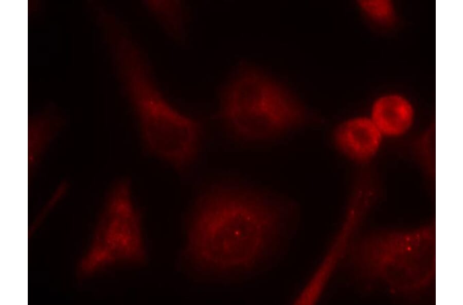 Immunofluorescence - Shc1 (Ab-349) Antibody from Signalway Antibody (21316) - Antibodies.com