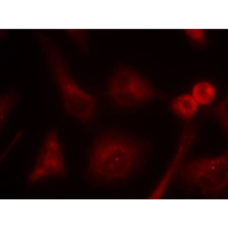 Immunofluorescence - Shc1 (Ab-349) Antibody from Signalway Antibody (21316) - Antibodies.com