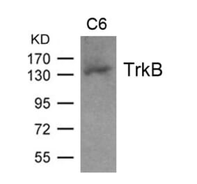 Western blot - TrkB (Ab-705) Antibody from Signalway Antibody (21328) - Antibodies.com