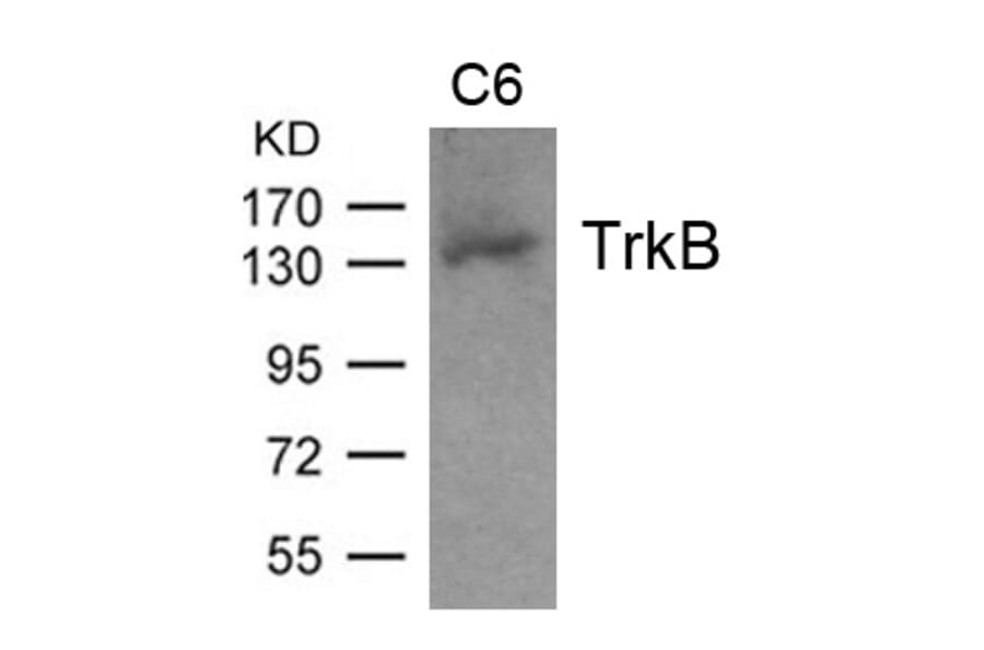 Western blot - TrkB (Ab-705) Antibody from Signalway Antibody (21328) - Antibodies.com