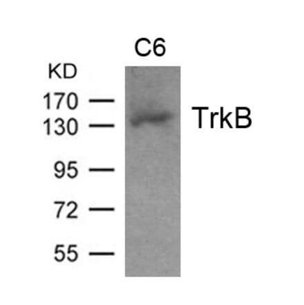 Western blot - TrkB (Ab-705) Antibody from Signalway Antibody (21328) - Antibodies.com