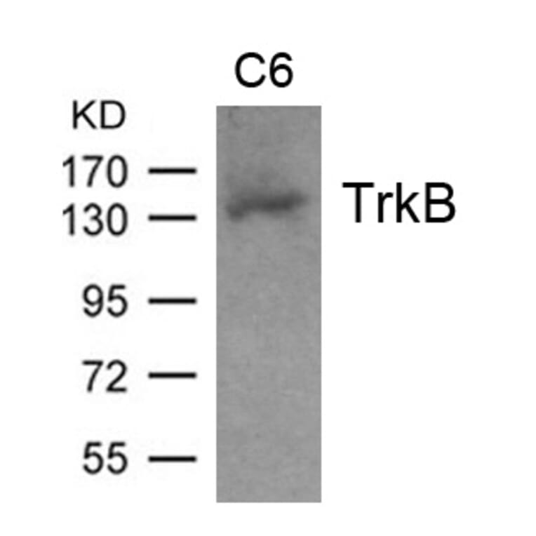 Western blot - TrkB (Ab-705) Antibody from Signalway Antibody (21328) - Antibodies.com