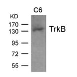 Western blot - TrkB (Ab-705) Antibody from Signalway Antibody (21328) - Antibodies.com