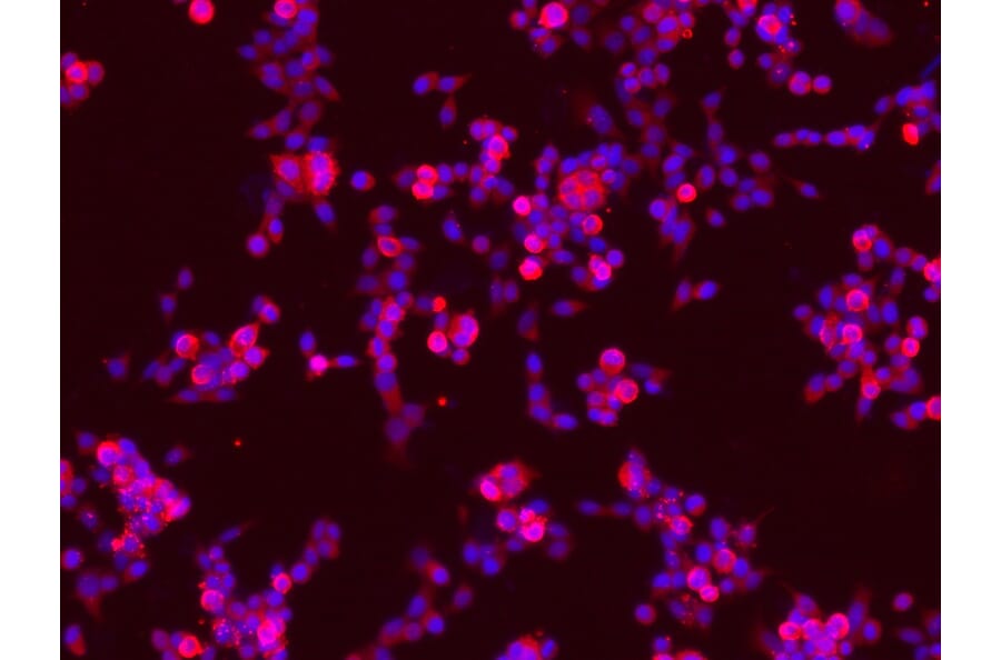 Immunofluorescence - TrkB (Ab-705) Antibody from Signalway Antibody (21328) - Antibodies.com