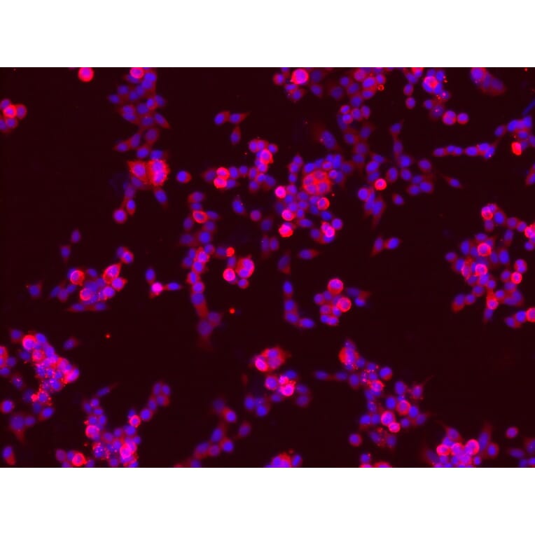 Immunofluorescence - TrkB (Ab-705) Antibody from Signalway Antibody (21328) - Antibodies.com