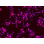 Immunofluorescence - TrkB (Ab-705) Antibody from Signalway Antibody (21328) - Antibodies.com