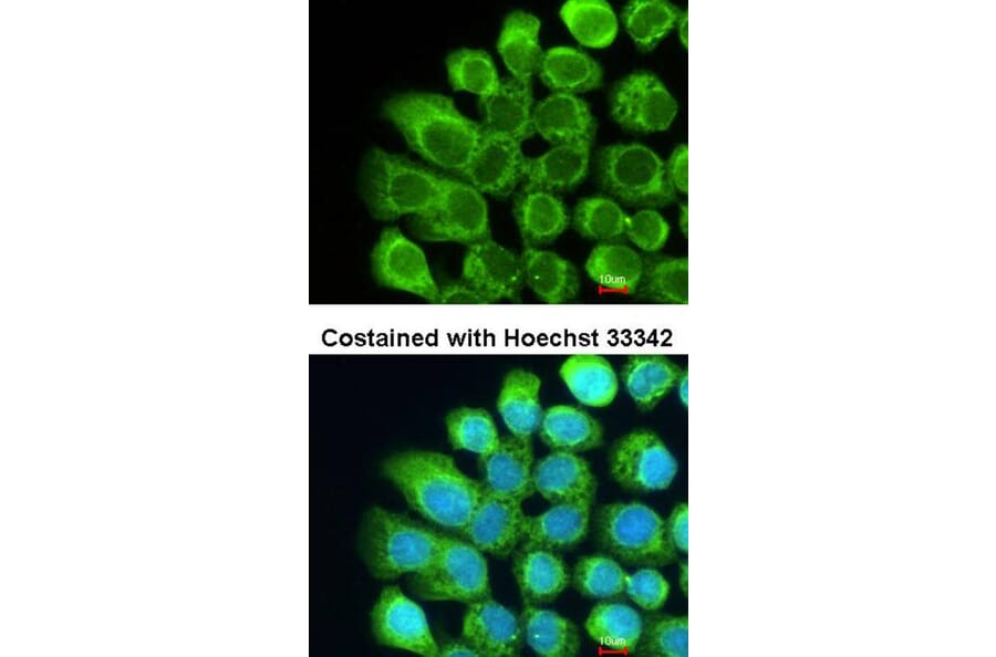 Immunofluorescence - Complement C2 antibody from Signalway Antibody (22971) - Antibodies.com