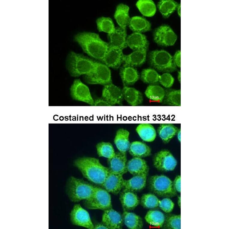 Immunofluorescence - Complement C2 antibody from Signalway Antibody (22971) - Antibodies.com