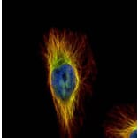 beta Tubulin antibody from Signalway Antibody (23176) - Antibodies.com