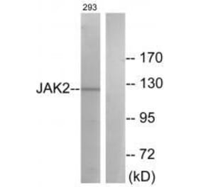 Western blot - JAK2 (Ab-570) Antibody from Signalway Antibody (33137) - Antibodies.com