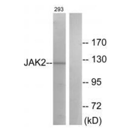 Western blot - JAK2 (Ab-570) Antibody from Signalway Antibody (33137) - Antibodies.com