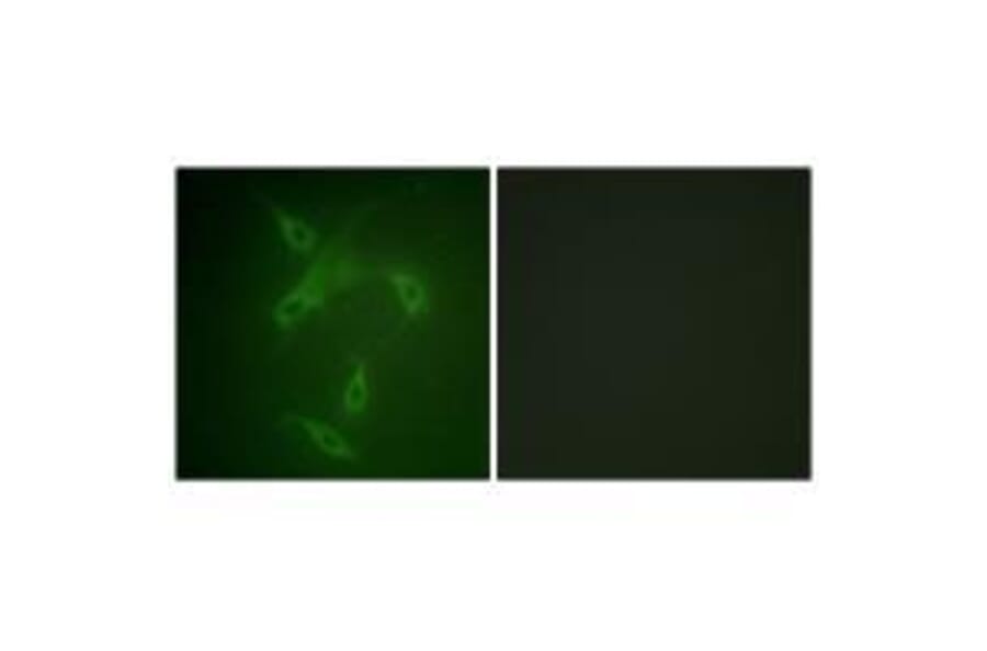 Immunofluorescence - JAK2 (Ab-570) Antibody from Signalway Antibody (33137) - Antibodies.com