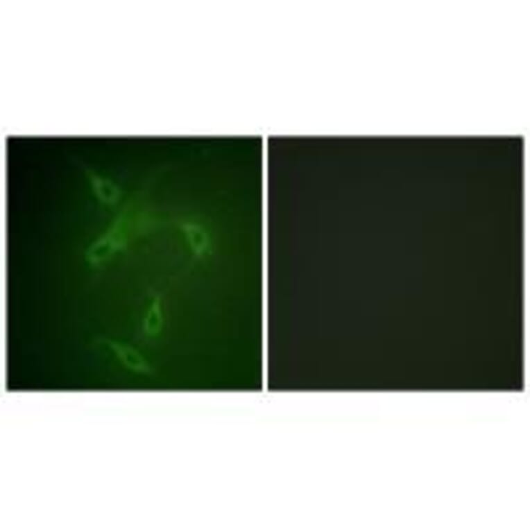 Immunofluorescence - JAK2 (Ab-570) Antibody from Signalway Antibody (33137) - Antibodies.com