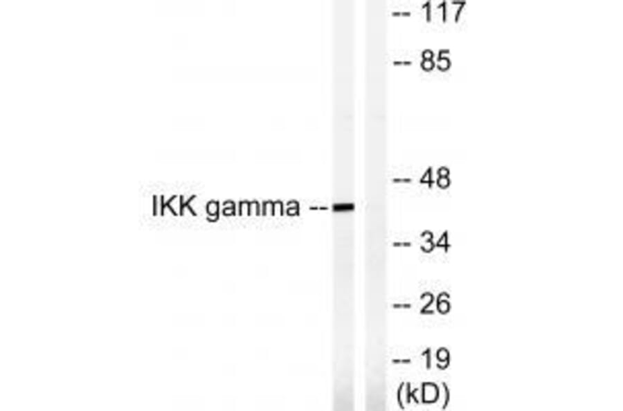 Western blot - IKK-γ (Ab-85) Antibody from Signalway Antibody (33179) - Antibodies.com