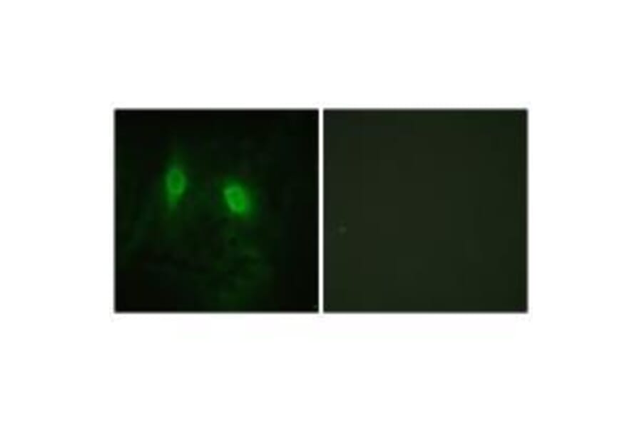 Immunofluorescence - IKK-γ (Ab-85) Antibody from Signalway Antibody (33179) - Antibodies.com