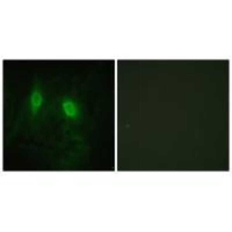 Immunofluorescence - IKK-γ (Ab-85) Antibody from Signalway Antibody (33179) - Antibodies.com