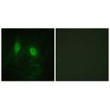 Immunofluorescence - IKK-γ (Ab-85) Antibody from Signalway Antibody (33179) - Antibodies.com