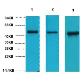 Western blot - FH Monoclonal Antibody from Signalway Antibody (40442) - Antibodies.com