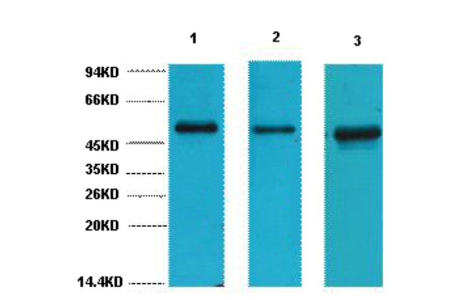 Western blot - FH Monoclonal Antibody from Signalway Antibody (40442) - Antibodies.com