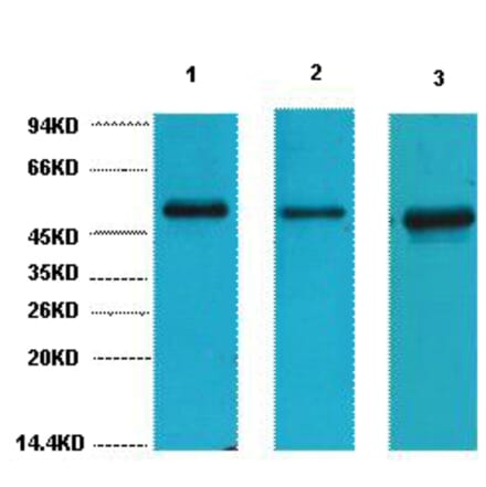 Western blot - FH Monoclonal Antibody from Signalway Antibody (40442) - Antibodies.com