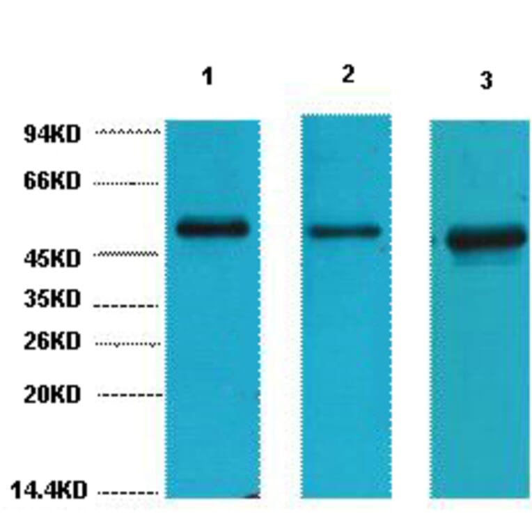 Western blot - FH Monoclonal Antibody from Signalway Antibody (40442) - Antibodies.com