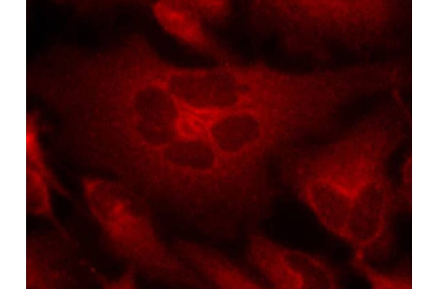 Immunofluorescence - Bcr (Ab-177) Antibody from Signalway Antibody (21197) - Antibodies.com