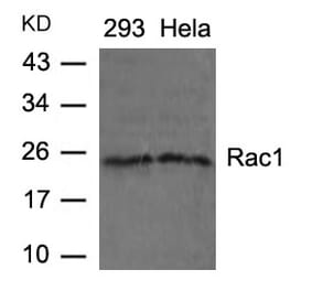 Western blot - Rac1 (Ab-71) Antibody from Signalway Antibody (21201) - Antibodies.com