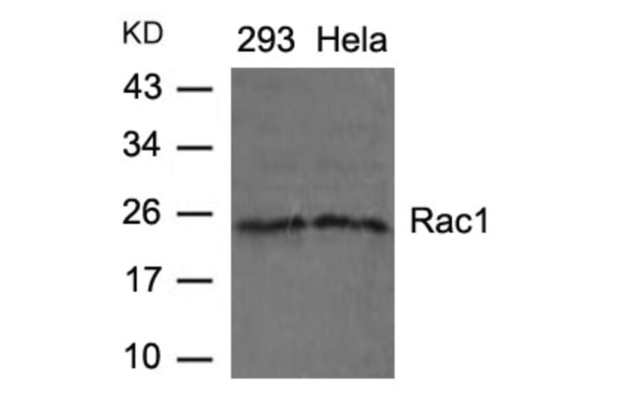Western blot - Rac1 (Ab-71) Antibody from Signalway Antibody (21201) - Antibodies.com