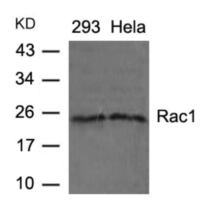 Western blot - Rac1 (Ab-71) Antibody from Signalway Antibody (21201) - Antibodies.com