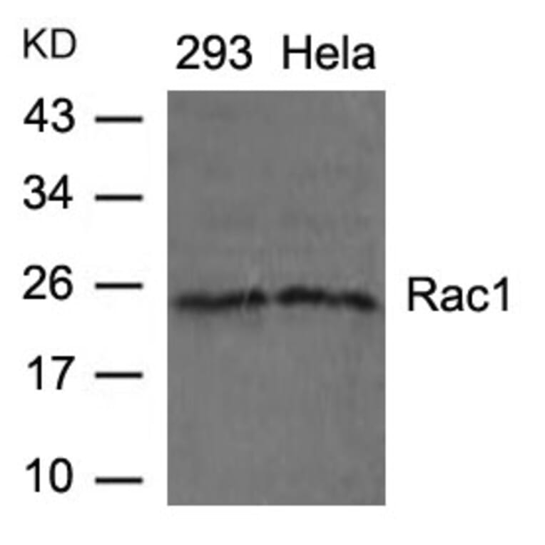 Western blot - Rac1 (Ab-71) Antibody from Signalway Antibody (21201) - Antibodies.com