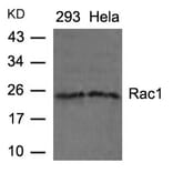 Western blot - Rac1 (Ab-71) Antibody from Signalway Antibody (21201) - Antibodies.com
